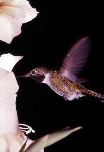 A Broad-tailed Hummingbird feeding at a flower