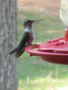 Hummingbird Perched on a Feeder