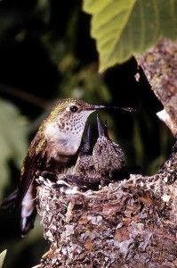 The young hummingbird looks anxious to eat