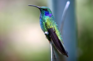 Green-violet-ear-hummingbird