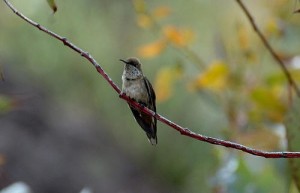 Andean Hillstar Hummingbird sitting on a tree branch.