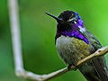 Male Costa's Hummingbird showing his colors