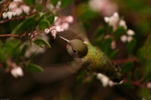 An Anna's Hummingbird is feeding at a pink flower.