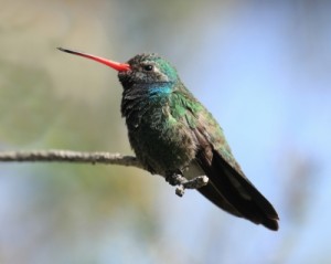 A Broad Billed Hummingbird is sitting on a tree branch
