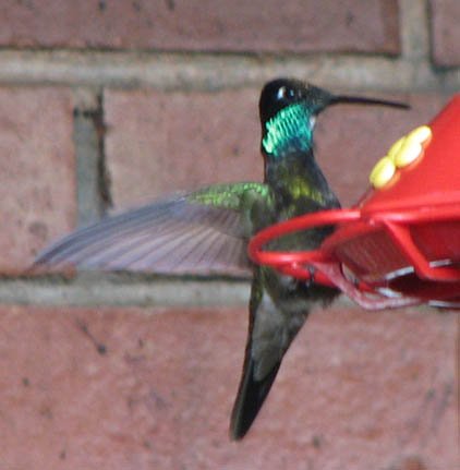 magnificent_hummingbird.jpg